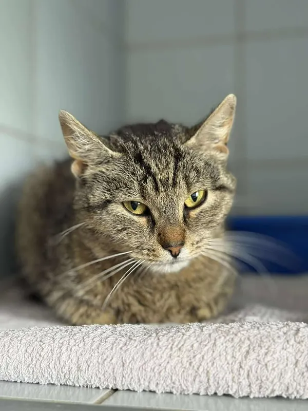 Znaleziono kota, Lublin, 19 czerwca 2025