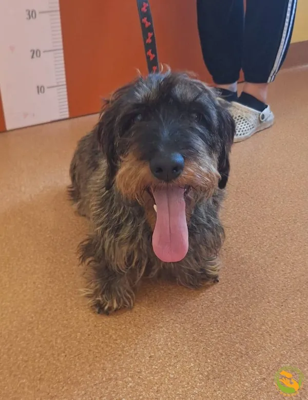 Znaleziono psa, Skałowo, 20 czerwca 2025 (1/2)