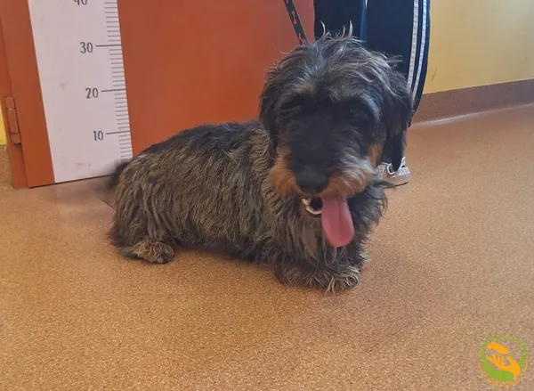 Znaleziono psa, Skałowo, 20 czerwca 2025 (2/2)