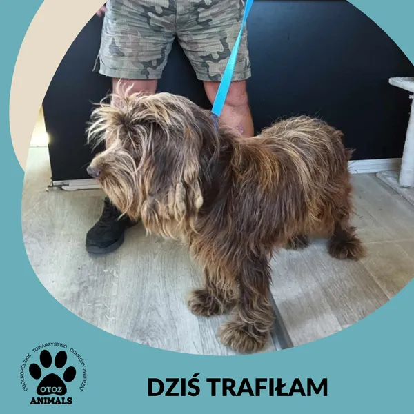 Znaleziono psa, Dąbrówka, 20 czerwca 2025 (2/2)