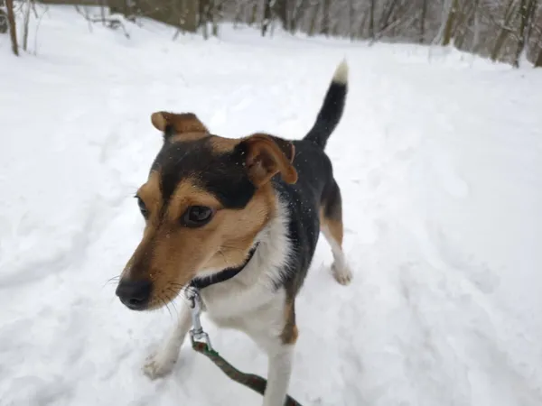 Pies do adopcji, Zgierz, 26 listopada 2025 (4/5)