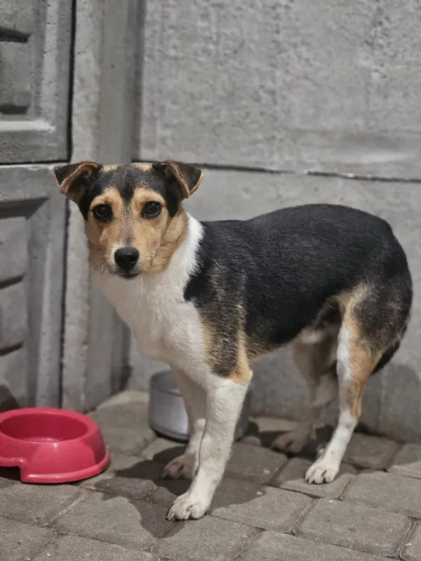 Pies do adopcji, Zgierz, 26 listopada 2025 (5/5)