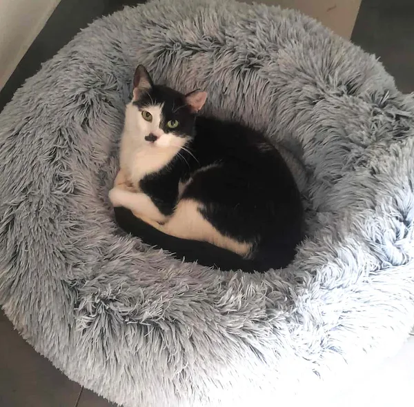 Kot do adopcji, Olsztyn, 2 maja 2025 (1/2)