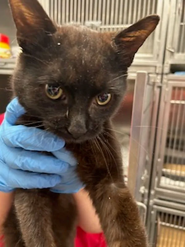 Znaleziono kota, Gdańsk, 21 czerwca 2025