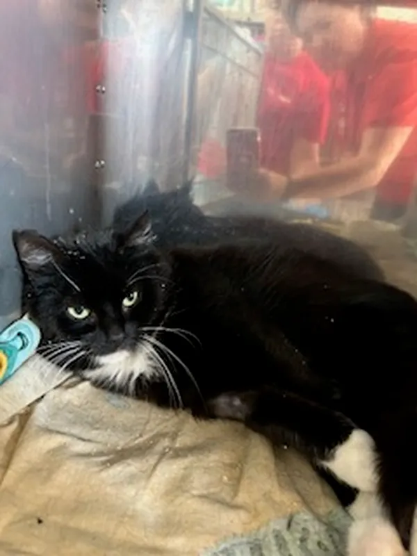 Znaleziono kota, Gdańsk, 18 czerwca 2025