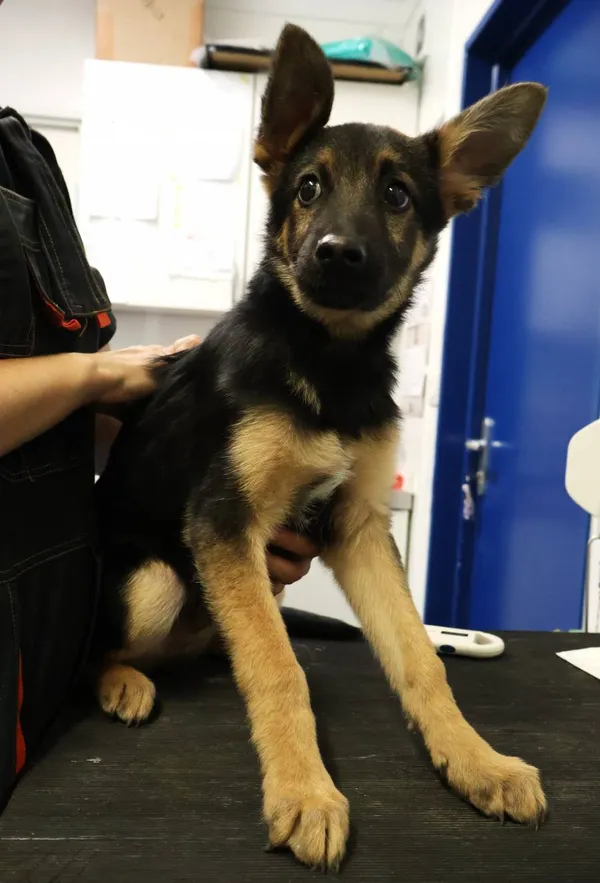 Znaleziono psa, Łódź, 21 czerwca 2025 (1/5)