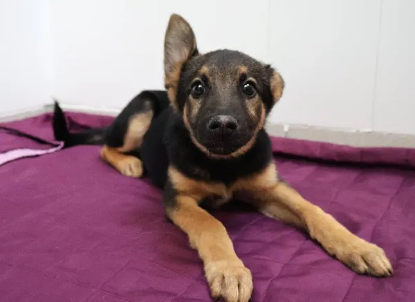 Znaleziono psa, Łódź, 21 czerwca 2025 (2/5)