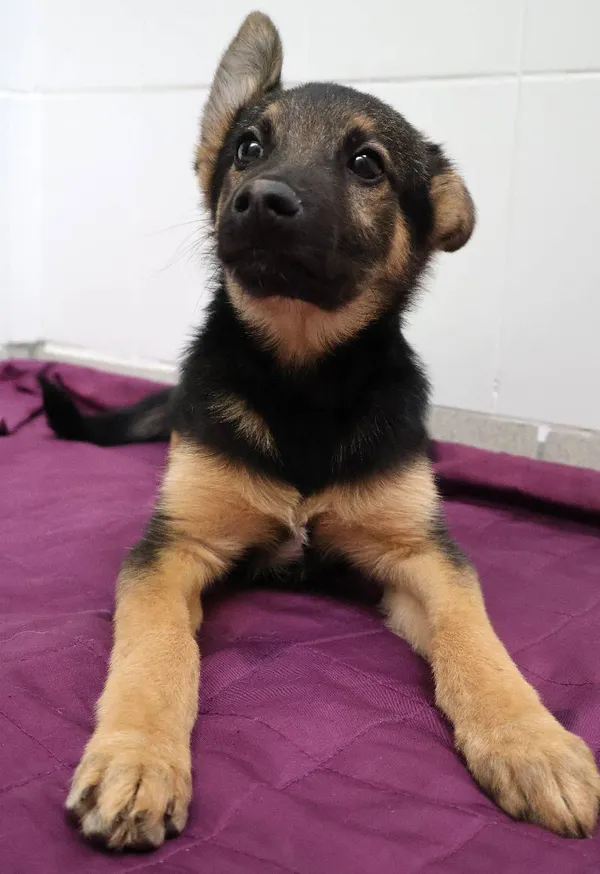 Znaleziono psa, Łódź, 21 czerwca 2025 (3/5)