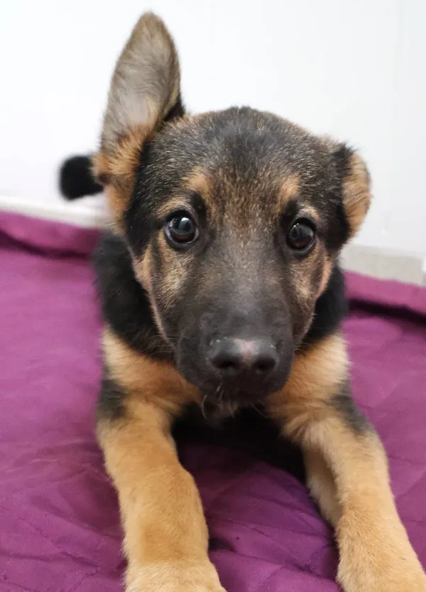 Znaleziono psa, Łódź, 21 czerwca 2025 (4/5)