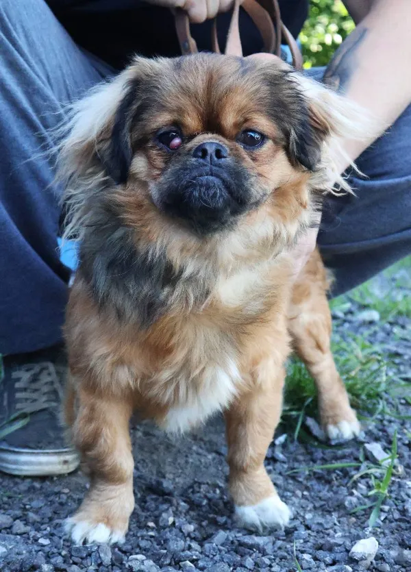 Znaleziono psa, Łódź, 20 czerwca 2025 (3/5)