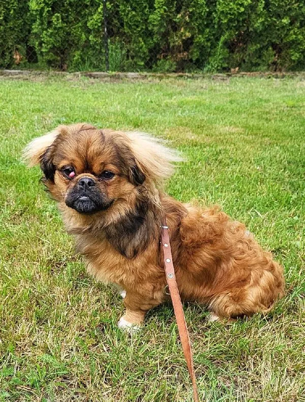 Znaleziono psa, Łódź, 20 czerwca 2025 (4/5)