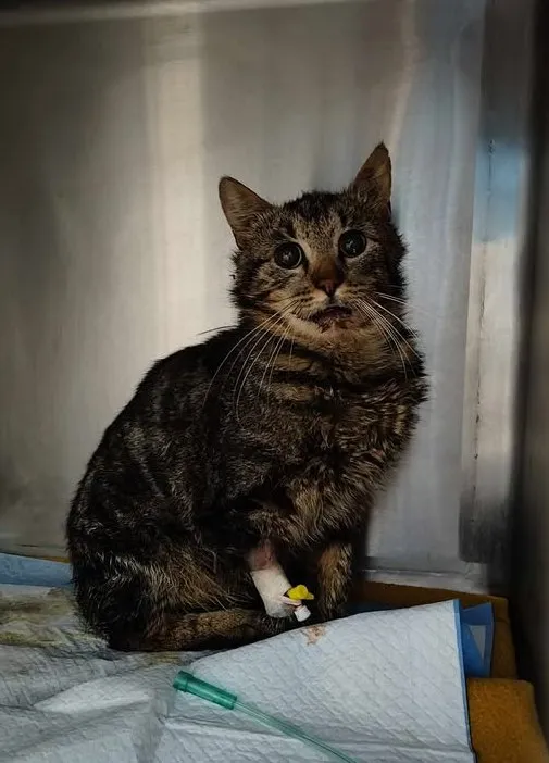 Znaleziono kota, Lublin, 19 czerwca 2025