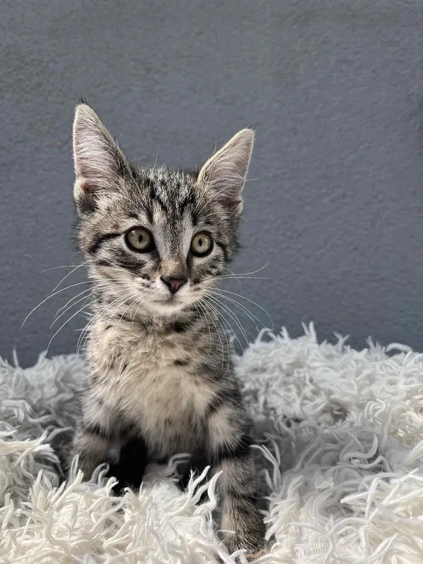 Kot do adopcji, Włocławek, 19 czerwca 2025 (1/5)