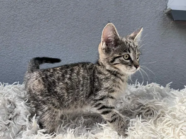 Kot do adopcji, Włocławek, 19 czerwca 2025 (3/5)