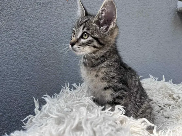 Kot do adopcji, Włocławek, 19 czerwca 2025 (5/5)