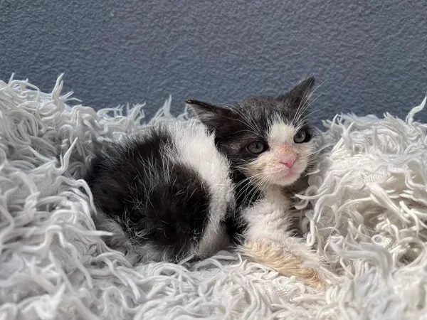 Kot do adopcji, Włocławek, 18 czerwca 2025 (3/4)