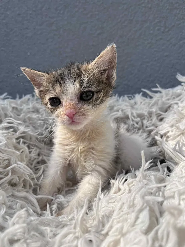 Kot do adopcji, Włocławek, 18 czerwca 2025 (4/4)