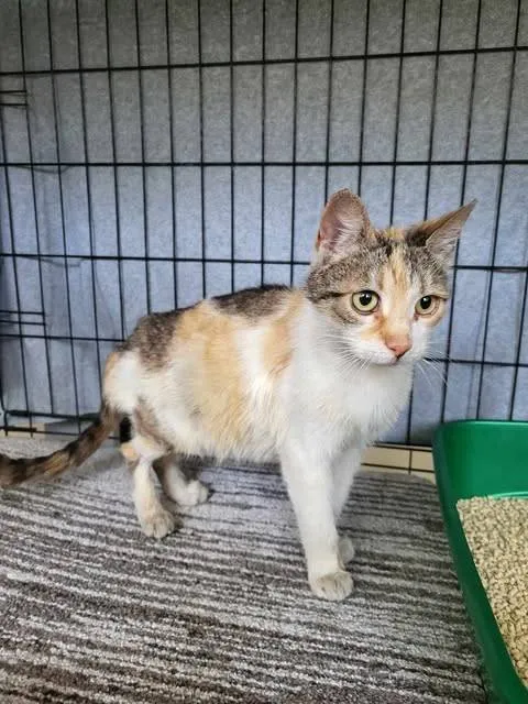 Znaleziono kota, Grudziądz, 21 czerwca 2025