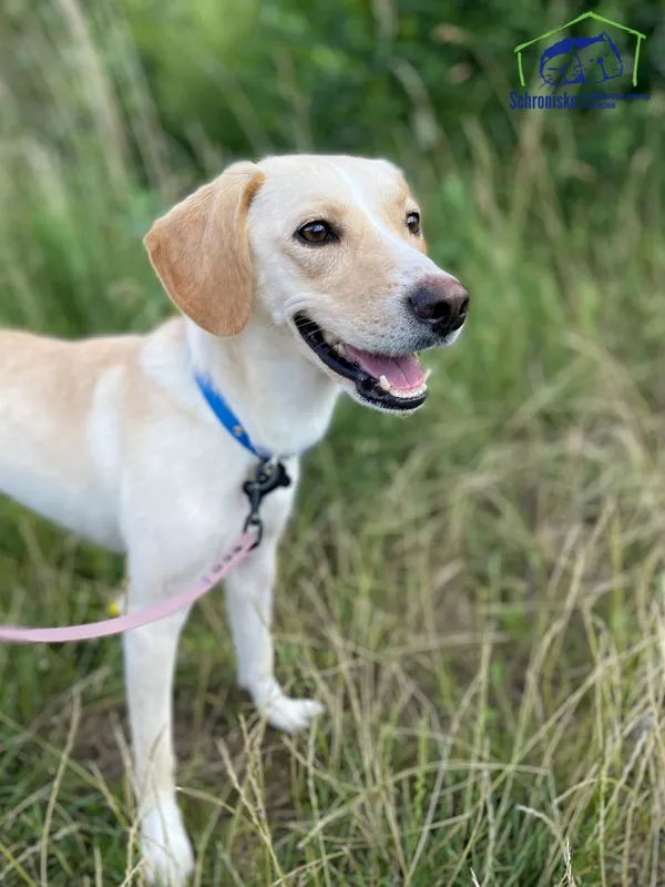 Znaleziono psa, Szczecin, 21 czerwca 2025 (1/3)