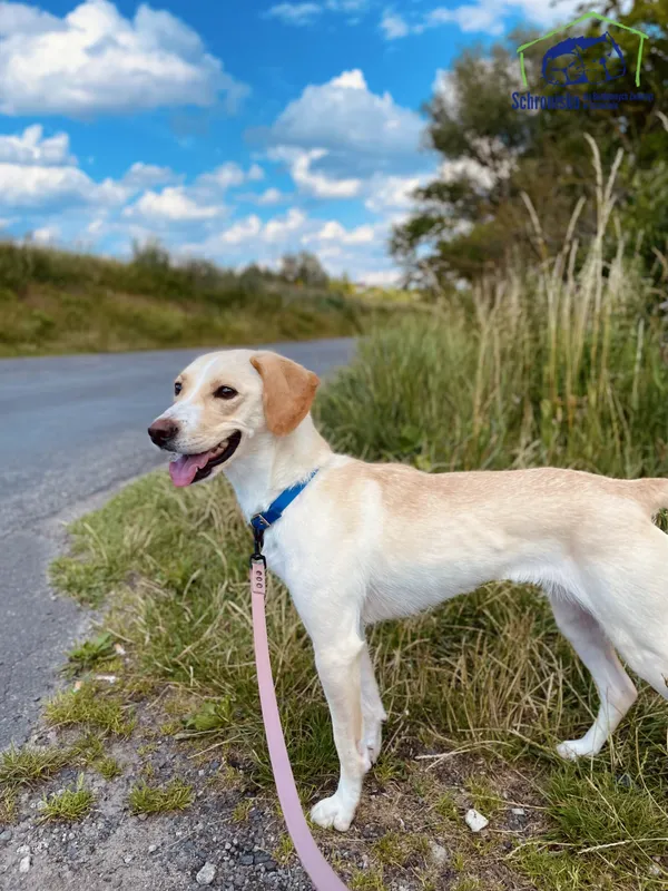 Znaleziono psa, Szczecin, 21 czerwca 2025 (3/3)