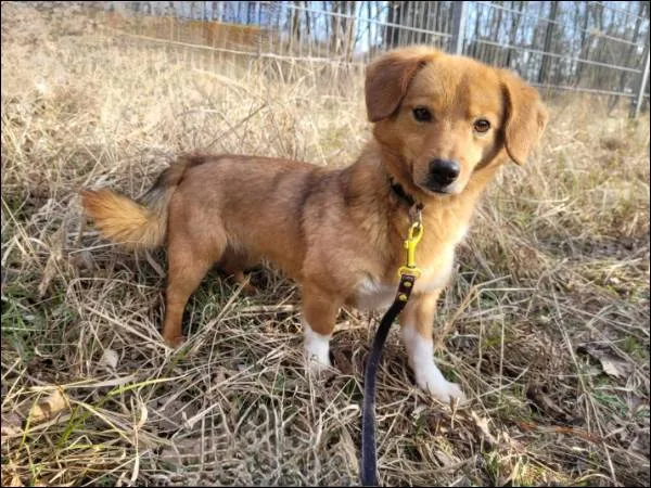 Znaleziono psa, Grudziądz, 29 grudnia 2022