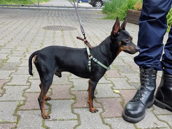 Pies do adopcji, Włocławek, 19 czerwca 2025 (2/2)