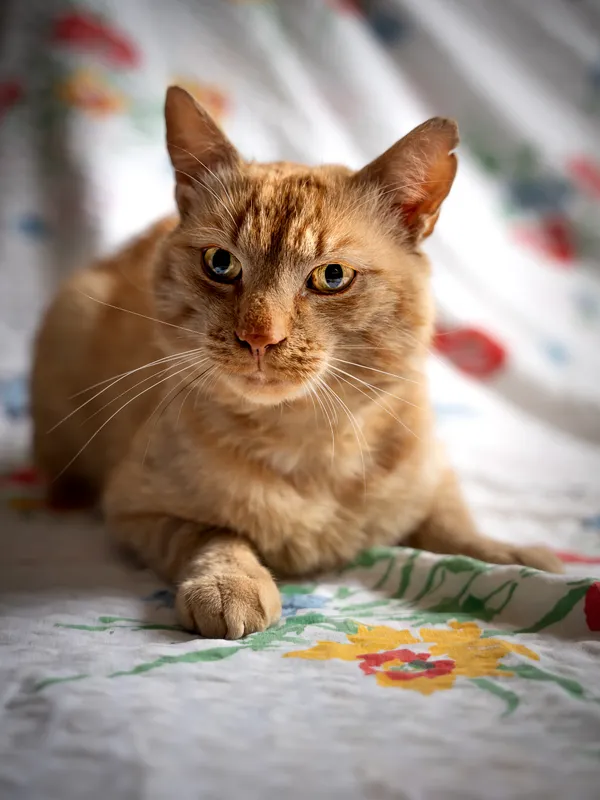 Znaleziono kota, Sosnowiec, 19 czerwca 2025 (1/4)