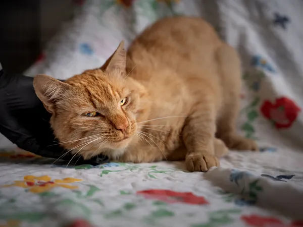 Znaleziono kota, Sosnowiec, 19 czerwca 2025 (2/4)