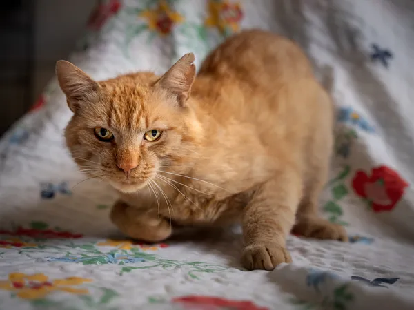 Znaleziono kota, Sosnowiec, 19 czerwca 2025 (3/4)