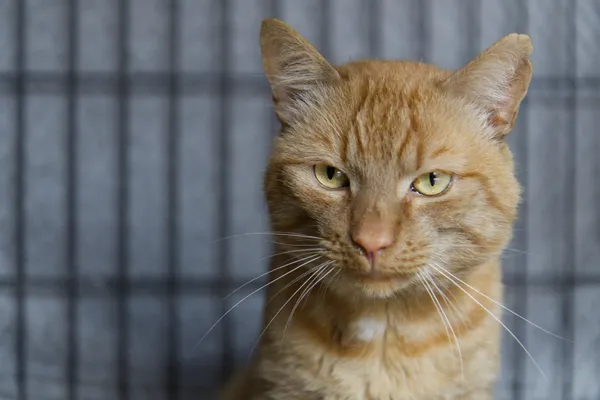 Znaleziono kota, Sosnowiec, 19 czerwca 2025 (4/4)