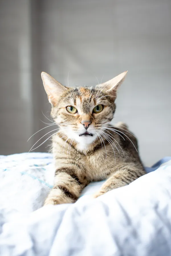 Znaleziono kota, Sosnowiec, 19 czerwca 2025 (4/5)