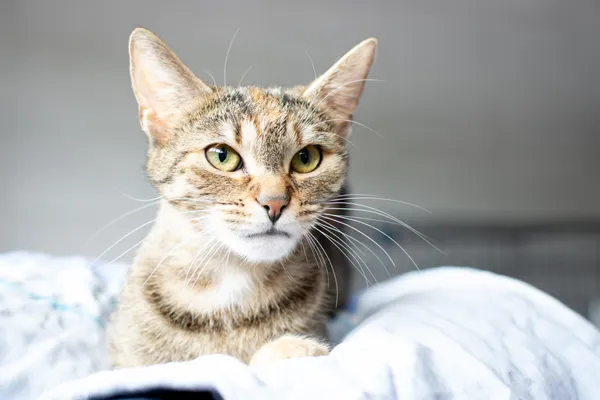 Znaleziono kota, Sosnowiec, 19 czerwca 2025 (5/5)