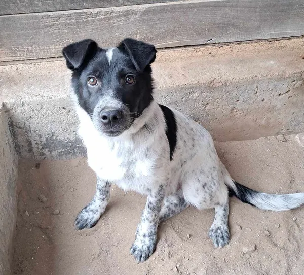 Znaleziono psa, Olsztyn, 13 czerwca 2025