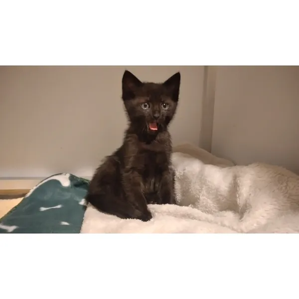 Znaleziono kota, Białystok, 20 czerwca 2025