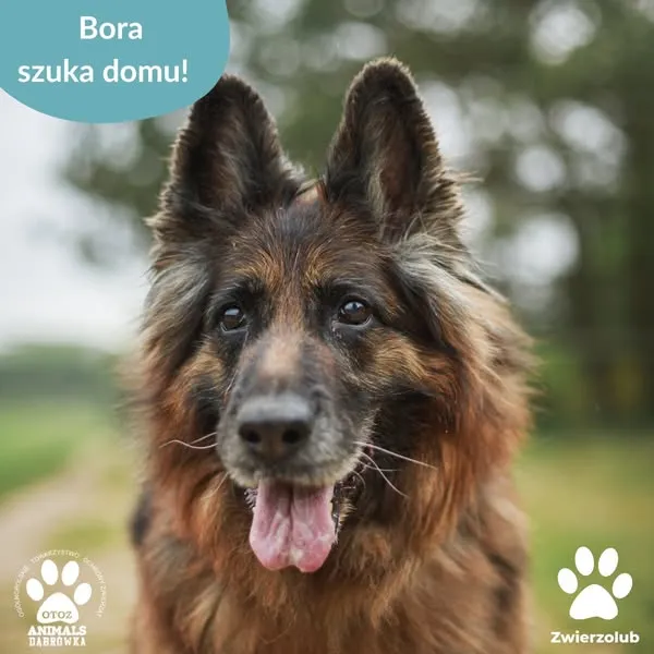 Pies do adopcji, Dąbrówka, 20 czerwca 2025 (1/5)