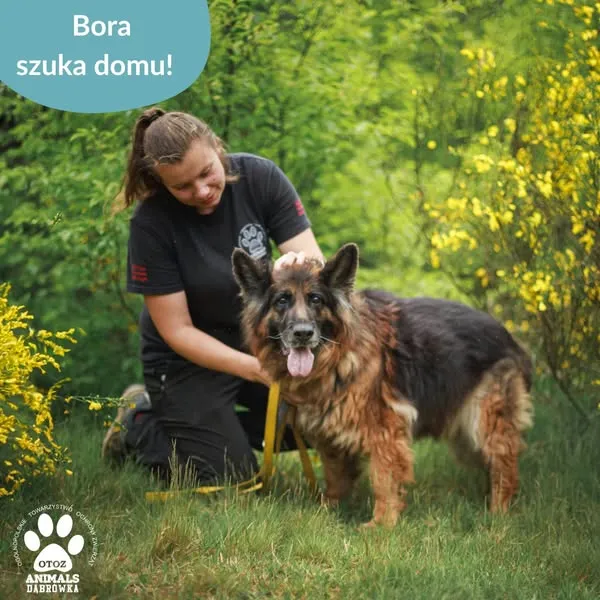 Pies do adopcji, Dąbrówka, 20 czerwca 2025 (2/5)