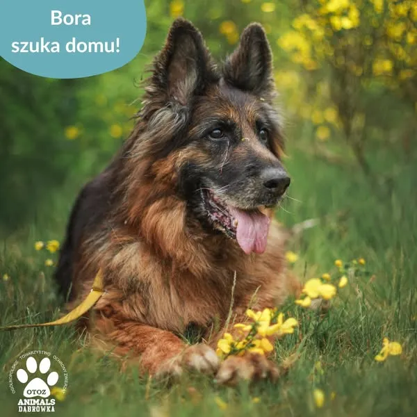 Pies do adopcji, Dąbrówka, 20 czerwca 2025 (3/5)