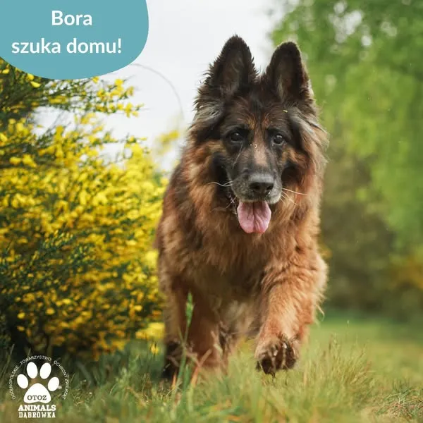 Pies do adopcji, Dąbrówka, 20 czerwca 2025 (4/5)