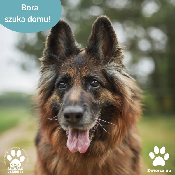 Pies do adopcji, Dąbrówka, 20 czerwca 2025 (5/5)