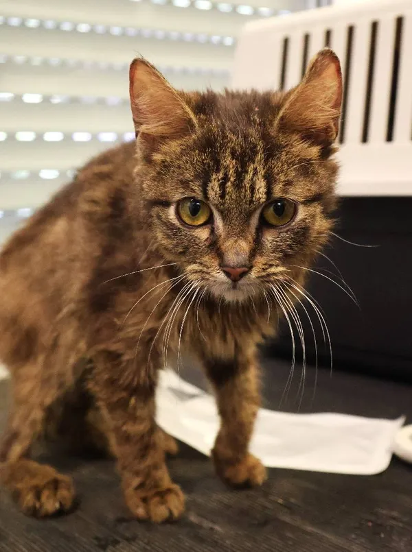 Znaleziono kota, Łódź, 21 czerwca 2025 (1/4)