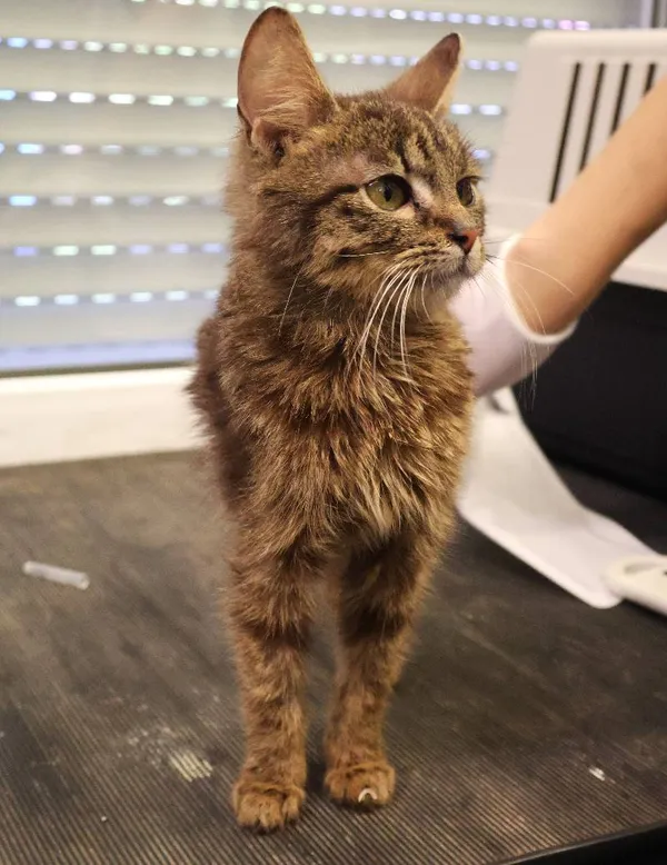 Znaleziono kota, Łódź, 21 czerwca 2025 (3/4)