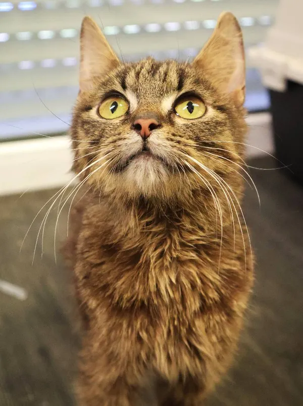 Znaleziono kota, Łódź, 21 czerwca 2025 (4/4)