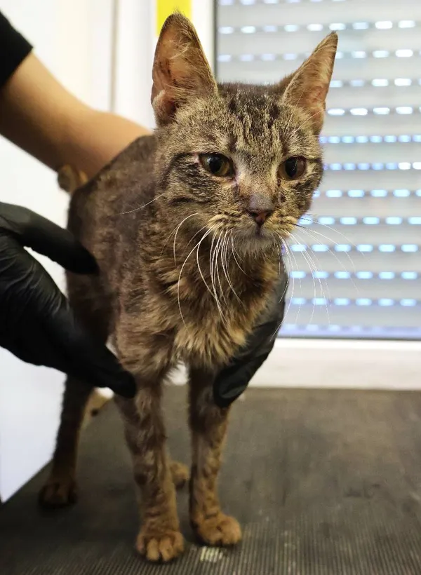 Znaleziono kota, Łódź, 21 czerwca 2025 (1/3)