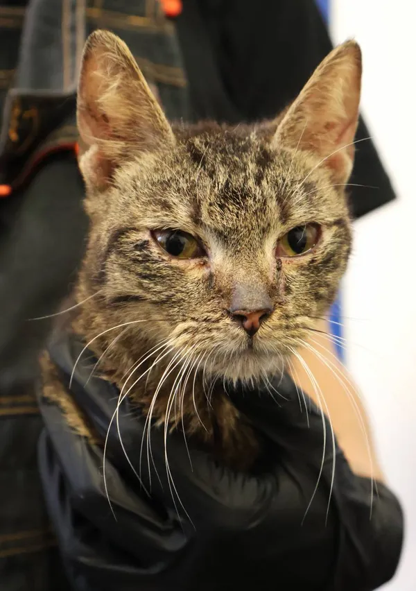 Znaleziono kota, Łódź, 21 czerwca 2025 (2/3)