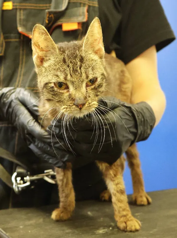 Znaleziono kota, Łódź, 21 czerwca 2025 (3/3)