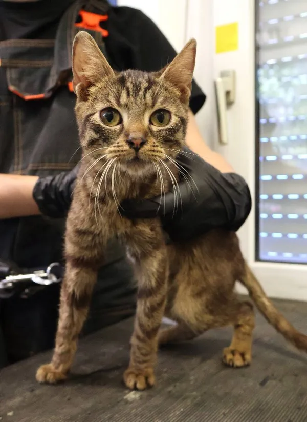 Znaleziono kota, Łódź, 21 czerwca 2025 (1/3)