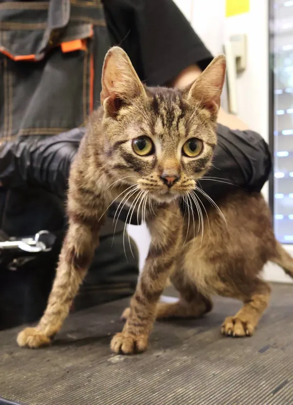 Znaleziono kota, Łódź, 21 czerwca 2025 (2/3)