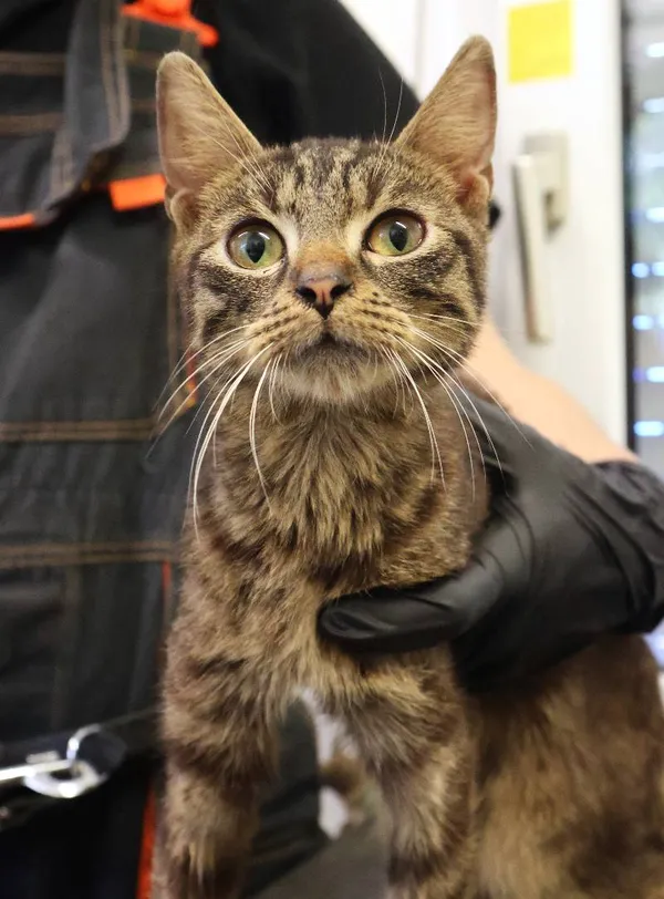 Znaleziono kota, Łódź, 21 czerwca 2025 (3/3)