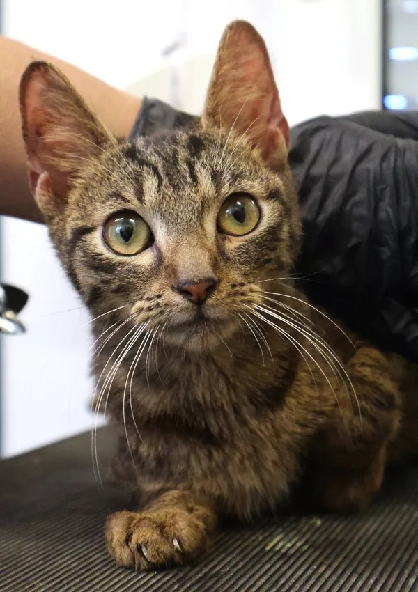 Znaleziono kota, Łódź, 21 czerwca 2025 (3/4)