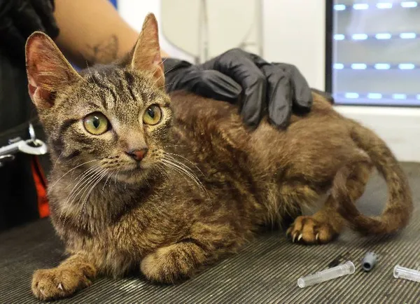 Znaleziono kota, Łódź, 21 czerwca 2025 (4/4)